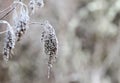 Dried frozen plant at the end of a twig covered in frosty dew Royalty Free Stock Photo