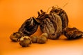 Dried fruit on a bright background. Desserts