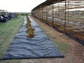 Dried Sultana Grapes On Drying Sheet. Royalty Free Stock Photo