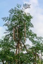 Dried fruit of Horse radish tree