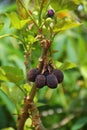 Jatropha Curcas Fruit Royalty Free Stock Photo