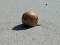 Dried fruits fall on the white sand. Royalty Free Stock Photo