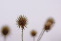 Dried fruits of a small teasel - Dipsacus pilosus Royalty Free Stock Photo