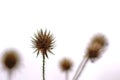 Dried fruits of a small teasel, islated on white - Dipsacus pilosus Royalty Free Stock Photo