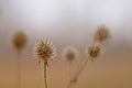 Dried fruits of a small teasel - Royalty Free Stock Photo