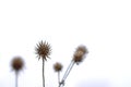 Dried fruits of a small teasel, isolated on white - Dipsacus pilosus Royalty Free Stock Photo