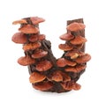 Dried ganoderma lucidum or reishi , lingzhi mushroom isolated on white background
