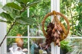 Dried garland decoration