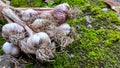 Dried garlic from the garden, several bunches of garlic dried outdoors, autumn harvest