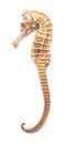 Dried giant size seahorse on white