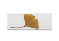 A dried Ginkgo biloba leaf displayed on a white rectangular frame. The leaf features Royalty Free Stock Photo