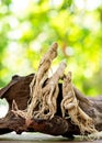 Dried ginseng on nature background