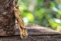 Dried ginseng on nature background