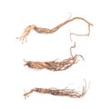 Dried ginseng