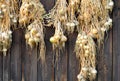 Dried golden onions on brown wooden boards texture Royalty Free Stock Photo