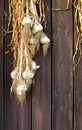 Dried golden onions on brown wooden boards texture Royalty Free Stock Photo