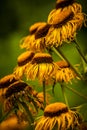 Dried Golden yellow echinacea