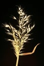 Dried Grain Stalk