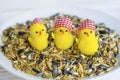 Dried Grains Bird Food with Black Sunflower Seeds and Yellow Chickens Royalty Free Stock Photo