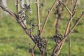 Dried grape berries at a vine Royalty Free Stock Photo