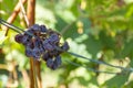Dried grape on the vine. Dried grapes on the vine stock. Royalty Free Stock Photo