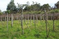 Dried grape vine in winter.