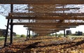 The Dried Grapes Beneath The Empty Tiers. Royalty Free Stock Photo