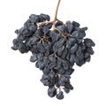 Dried grapes on the vine close up on white background