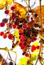 Dried grapes at vineyard Royalty Free Stock Photo