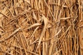 Dried grass Royalty Free Stock Photo