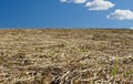 dried grassagainst blue sky