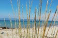 Dried grass on the beach by the sea Royalty Free Stock Photo