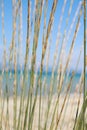 Dried grass on the beach by the sea Royalty Free Stock Photo