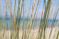 Dried grass on the beach by the sea Royalty Free Stock Photo