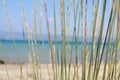 Dried grass on the beach by the sea Royalty Free Stock Photo