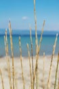 Dried grass on the beach by the sea Royalty Free Stock Photo