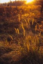 Dried grass beige. Golden flowering spikelets dry autumn grass. Solar lighting, contour light.
