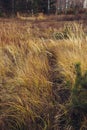 Dried grass beige. Golden flowering spikelets dry autumn grass. Solar lighting, contour light.