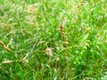 Dried grass and blurred green grasses at meadow Royalty Free Stock Photo