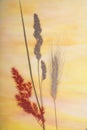 Dried Grass on Glass