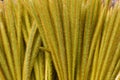 Dried Grass of Mount Merapi, Indonesia