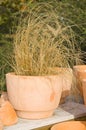 Dried grass in a pot Royalty Free Stock Photo
