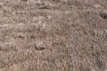 Dried grass roof Royalty Free Stock Photo