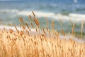 Dried grass at the seaside Royalty Free Stock Photo