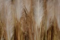 Dried grass and spikelets beige. Golden beige flowering spikelets dry autumn grass. Dry autumn grasses with spikelets of beige col