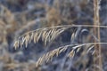 Dried grass stem with seeds. Autumn Grass close up Royalty Free Stock Photo