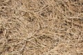 Dried grass texture background