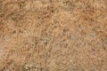 Dried grass texture background in a sunny summer day Royalty Free Stock Photo