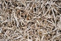 Dried grass textures