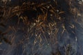 Dried grass under the high water Royalty Free Stock Photo